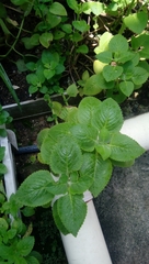 Coleus amboinicus