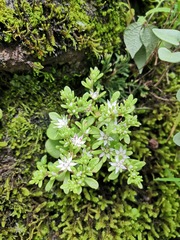 Sedum jaliscanum