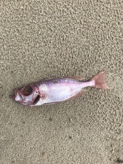 Decapterus