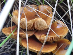 Gymnopilus allantopus