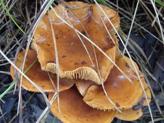 Gymnopilus allantopus