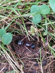 Camponotus herculeanus