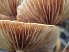 Gymnopilus allantopus