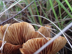 Gymnopilus allantopus