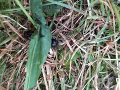 Camponotus herculeanus