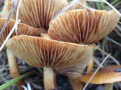 Gymnopilus allantopus