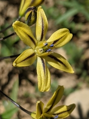 Triteleia ixioides