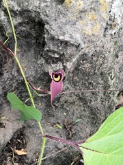 Aristolochia foetida