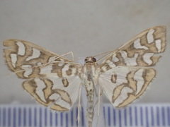 Nausinoe