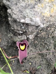 Aristolochia foetida