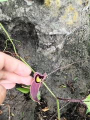 Aristolochia foetida