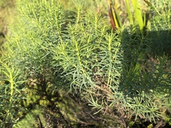 Olearia glutinosa