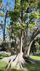 Phytolacca dioica