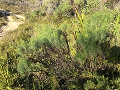 Olearia glutinosa