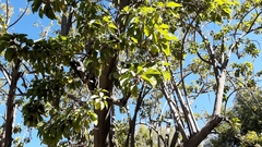 Phytolacca dioica