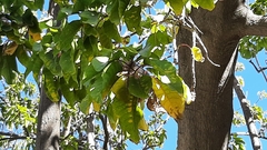 Phytolacca dioica