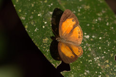 Mycalesis anapita