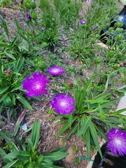 Stokesia