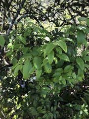 Diospyros sandwicensis