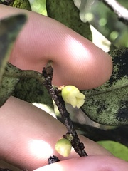 Diospyros sandwicensis