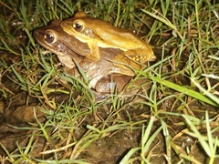 Polypedates maculatus