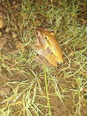 Polypedates maculatus