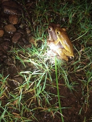 Polypedates maculatus