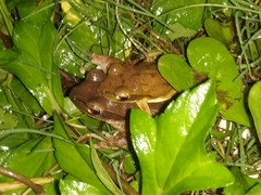 Polypedates maculatus