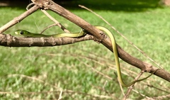 Philothamnus hoplogaster