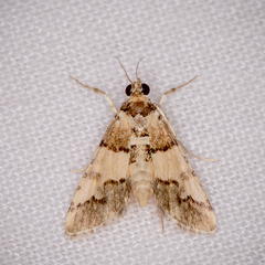 Nacoleia mesochlora