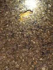 Polypedates maculatus