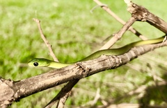 Philothamnus hoplogaster