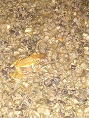 Polypedates maculatus