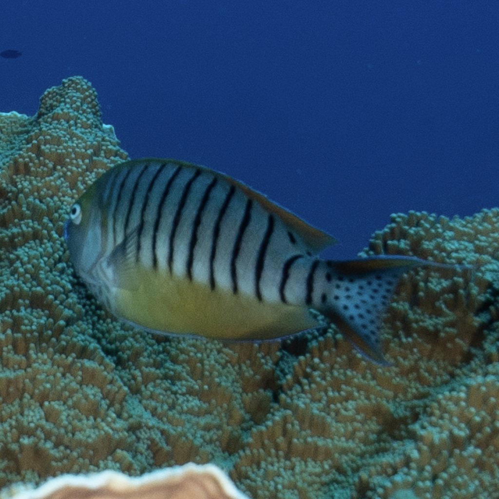 Halfbanded angelfish (Genicanthus semicinctus) — Pomacanthidae