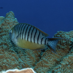 Genicanthus semicinctus