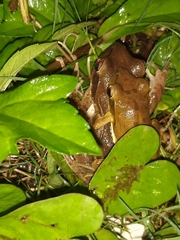 Polypedates maculatus