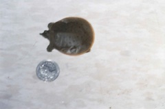 Apalone spinifera spinifera