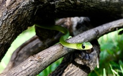 Philothamnus hoplogaster