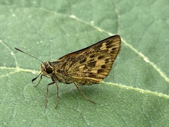 Potanthus flavus