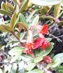 Rhododendron retusum