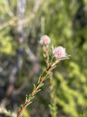 Kunzea capitata
