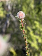 Kunzea capitata