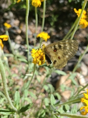 Parnassius