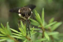 Scaptia abdominalis