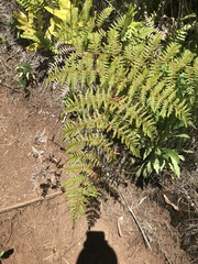 Pteridium aquilinum decompositum