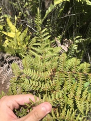 Pteridium aquilinum decompositum