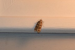 Martyringa latipennis