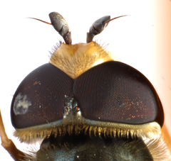 Eupeodes corollae