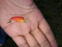 Castilleja tenuifolia