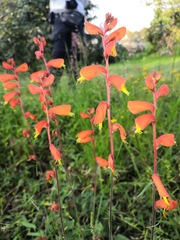 Castilleja tenuifolia